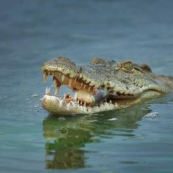 No, an Ethiopian Pastor Didn’t Get Eaten by a Crocodile During a Baptism