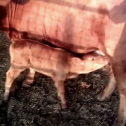 A Red Cow Was Born in Israel, Fulfilling Key End Times Prophecy for Jews