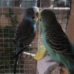 Christian Preacher Says You’ll Believe in God After You Watch These Birds