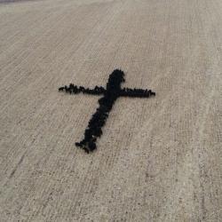 These 150 Cows Are Arranged in the Shape of a Cross. (Are You a Believer Yet?)