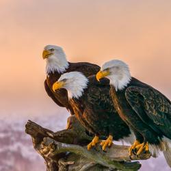 A Trio of Bald Eagles, Included Two Dads, Is Successfully Raising Three Eaglets