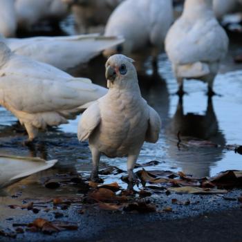 If These Birds Don’t Get Birth Control, an Australian Church May Be Destroyed