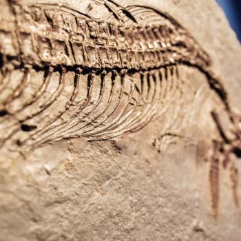 Christians Hid a Dinosaur Fossil 170 Years Ago Because It Contradicted the Bible