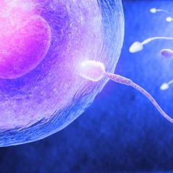 PA House Passes Bill That May Require Death Certificates for Fertilized Eggs
