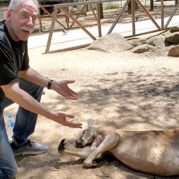 Preacher: I Shared Jesus With This Kangaroo and It Was “Slain in the Spirit”