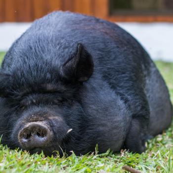 Appeals Court Dismisses Case Over Satanist’s Emotional Support Pig “Boarphomet”