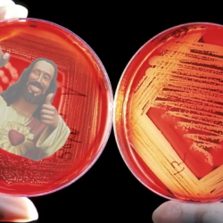 The DNA of Jesus? Polish Catholic Church Wins Converts With a Ghoulish “Miracle.”
