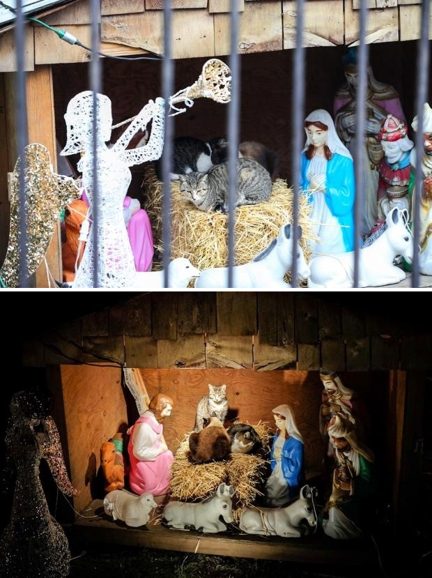 Cats Illegally Occupy Brooklyn Nativity Scene, Appear to Have Kidnapped the Little Baby Jesus